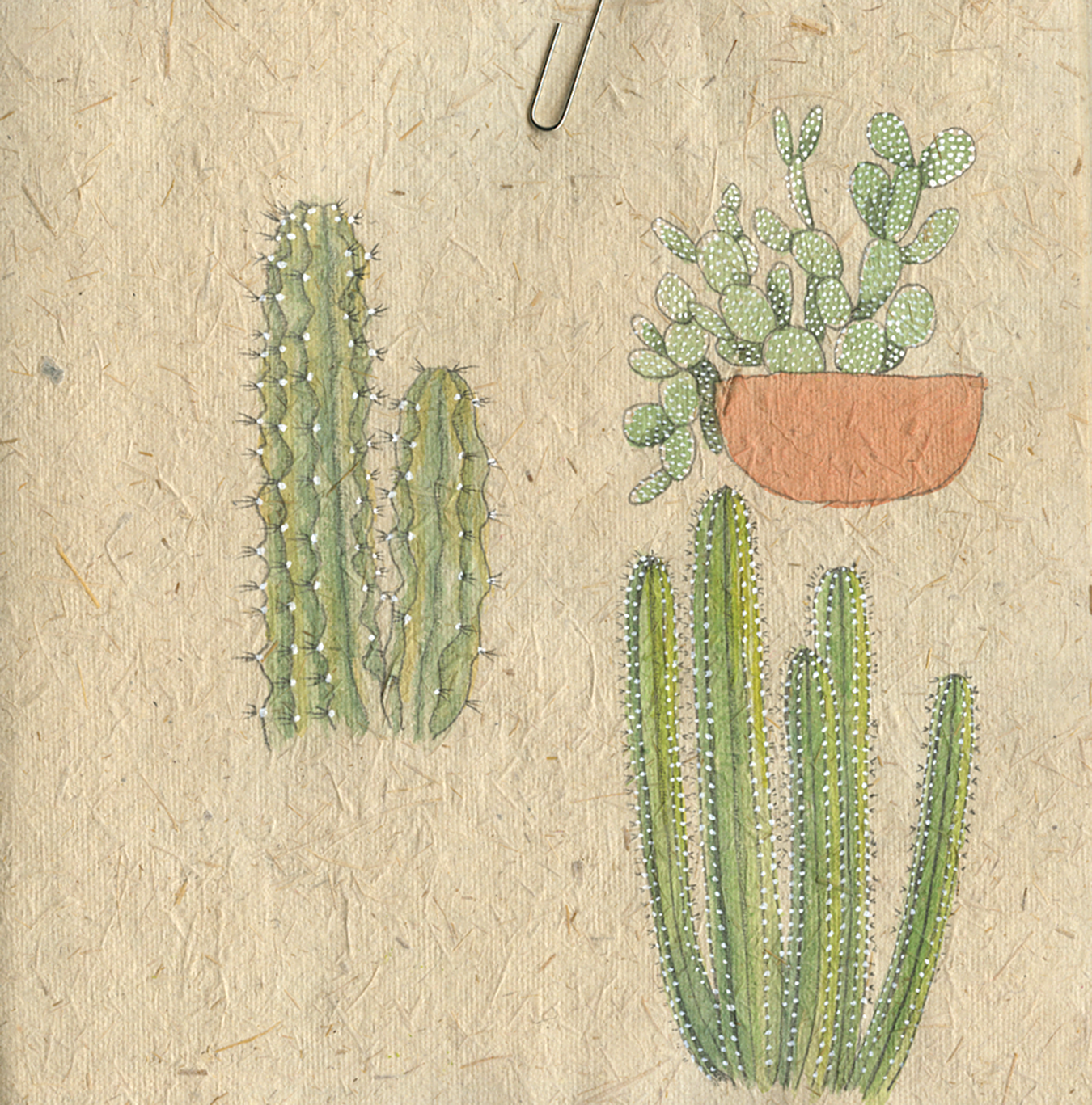 Cactus-BLOG
