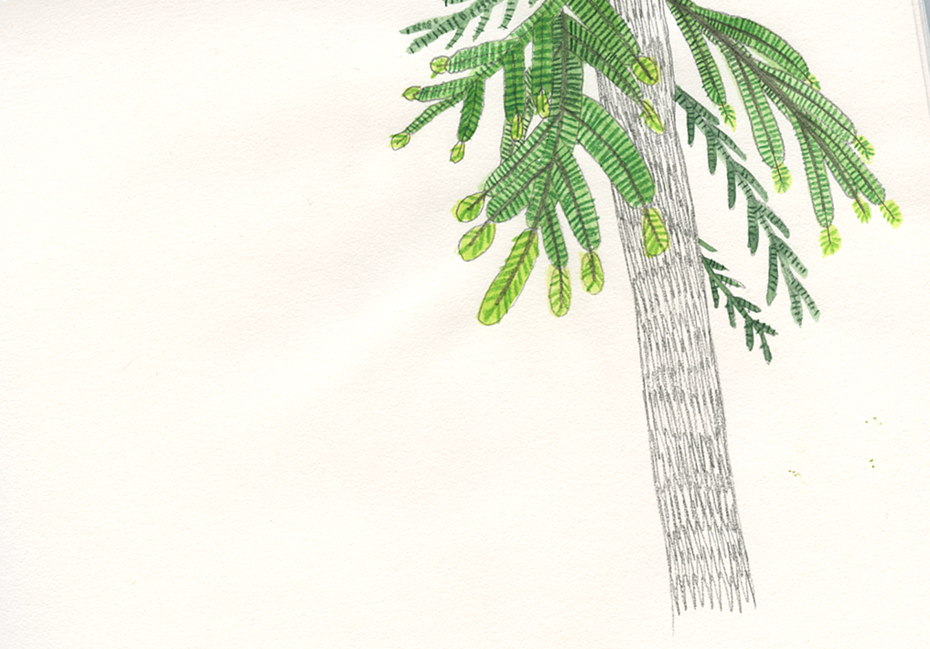 Pine-Tree-New-Growth